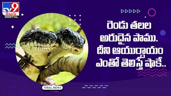 రెండు తలల అరుదైన పాము.. దీని ఆయుర్దాయం ఎంతో తెలిస్తే షాకే.. రెండు తలల అరుదైన పాము.. దీని ఆయుర్దాయం ఎంతో తెలిస్తే షాకే..