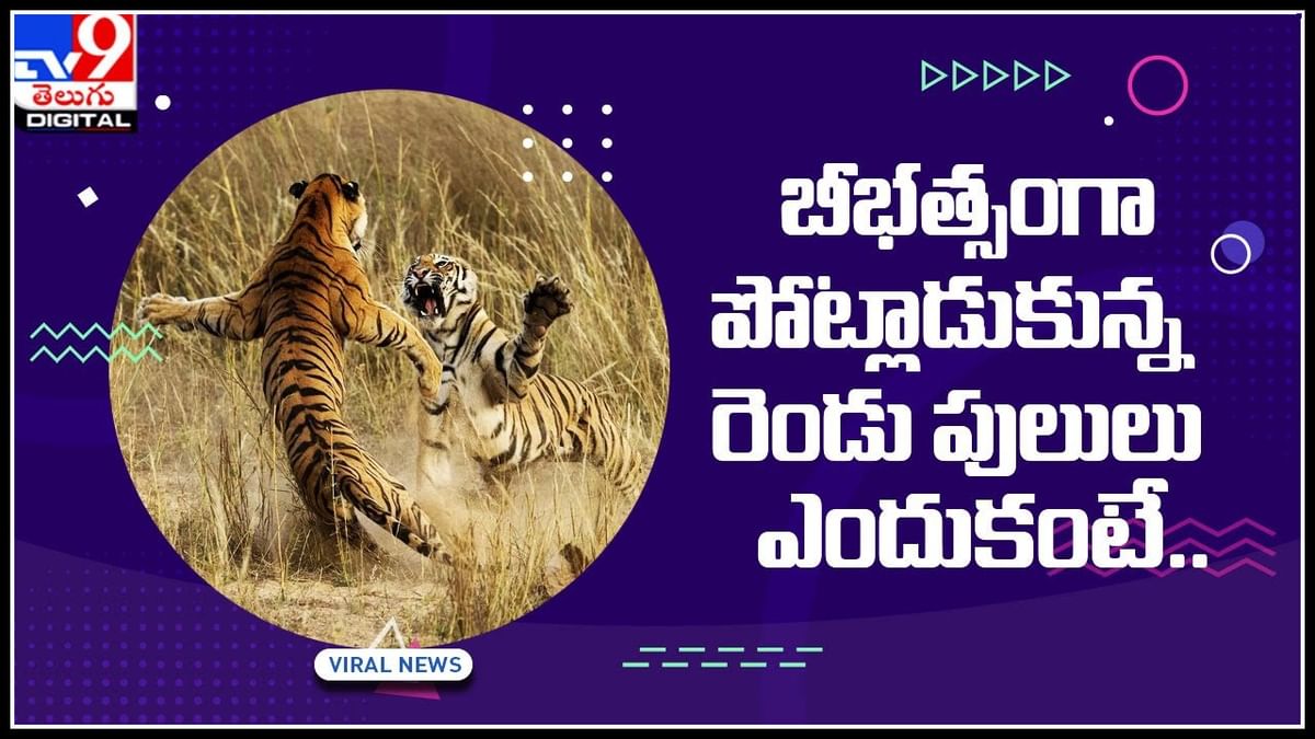 Tigers Video: ప్రేమ యవ్వారం ముదిరితే ఇంతే.. ఆడ పులి కోసం బీభత్సంగా పోట్లాడుకున్న రెండు మగ పులులు..