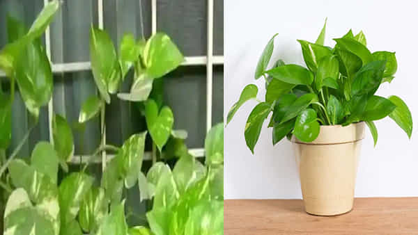 Vastu Tips: మనీ ప్లాంట్ను ఇంట్లో ఏర్పాటు చేసుకోవడానికి కొన్ని నియమాలున్నాయి.. అవి ఏమిటంటే..