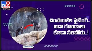 Alligator – Python: హాలీవుడ్ రేంజ్ లో మొసలి వర్సెస్‌ పైథాన్‌ ఫైట్‌.. వైరల్‌ అవుతున్న షాకింగ్‌ వీడియో..