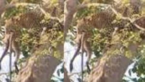 Viral Video: చిరుతతో అలా ఉంటది మరి.. చెట్టుపైకి ఎక్కి కోతిని ఎలా పట్టుకుందో చూడండి.. వీడియో