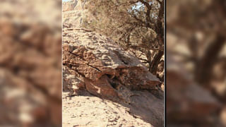 Viral Video: మింగేయాలని వచ్చిన పాముకు ఊహించని షాక్ ఇచ్చిన పక్షి.. వీడియో చూస్తే వణికిపోవాల్సిందే