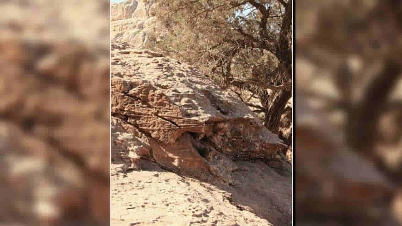 Viral Photo: కళ్లు చెదిరే పజిల్.. ఈ ఫోటోలో ఉన్న జంతువు ఏంటో కనిపెడితే మీరే గ్రేట్.!