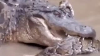 Kissing Flowers: ఇవి ముద్దిచ్చే అదరాలు.. అమ్మాయి ముద్దుల పూలు.. అక్కడే అవే ప్రత్యేకం..!