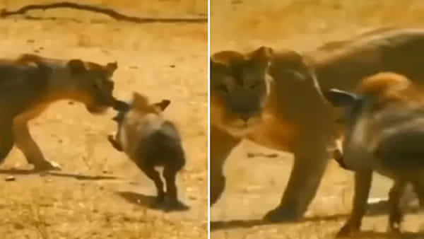 Viral Video: అడవి రాజుకు సుస్సు పోయించిన పంది.. వీడియో చూస్తే బిత్తరపోవడం ఖాయం..