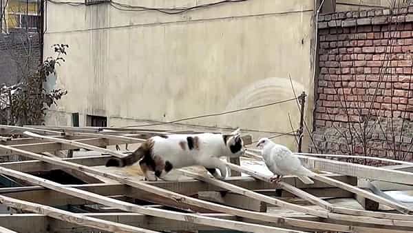 Viral Video: మానవత్వంతో మనిషికి ఏ మాత్రం తీసిపోని పిల్లి.. కళ్లులేని పావురానికి ముద్దు పెట్టి వదిలేసిన వైనం.. వీడియో వైరల్..