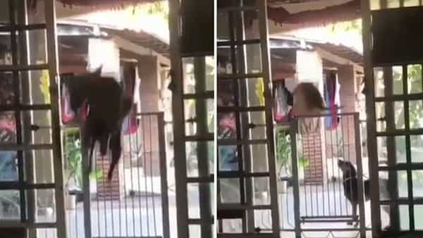 Viral Video: కుక్క హై జంప్కు వీడియో వైరల్.. ఒలింపిక్స్కు పంపమంటున్న నెటిజన్లు..