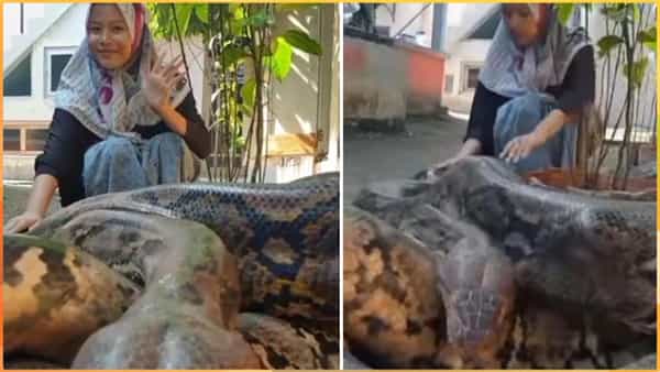 Viral Video: వామ్మో.. అనకొండతో ఆడుకుంటున్న చిన్నారి.. అలాంటి వారు ఈ వీడియోను అస్సలు చూడకండి..