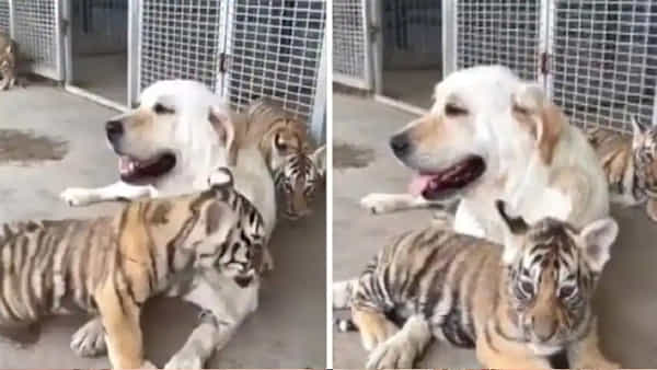 Viral video: జాతి వైరం మరచి పులి పిల్లలకు తల్లిగా మారిన శునకం.. మనసును కదిలిస్తున్న వీడియో..
