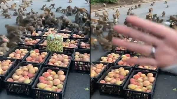 Viral Video: అల్లరి కోతులకు కూడా క్రమశిక్షణ ఉంది.. IFS అధికారి షేర్ చేసిన ఫన్నీ వీడియో వైరల్..