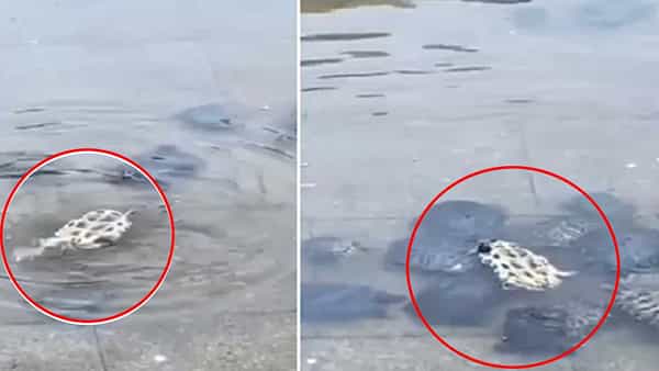 Viral Video: స్నేహమంటే ఇదేరా..! కష్టంలో ఉన్న ఫ్రెండ్ని ఆదుకున్న తాబేళ్లు.. చూస్తే ఫిదా అవ్వాల్సిందే..