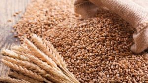 Wheat Exports: భారత్ ఎగుమతి చేసిన గోధుమలపై వివాదం.. మెుదట టర్కీ, ఇప్పుడు ఈజిప్ట్ తిరస్కరించాయి.. ఎందుకంటే