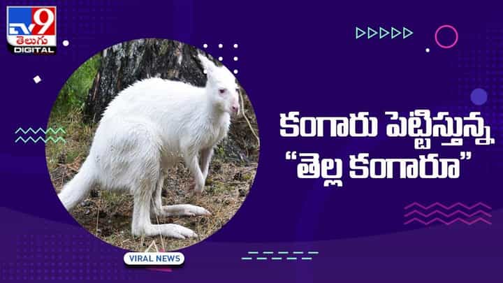 Rare Kangaroo: మహిళను కంగారు పెట్టిస్తున్న తెల్ల కంగారూ Rare Kangaroo: మహిళను కంగారు పెట్టిస్తున్న తెల్ల కంగారూ