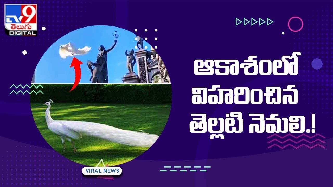 White Peacock: ఆకాశంలో విహరించిన తెల్లటి నెమలి.. వీడియో వైరల్‌