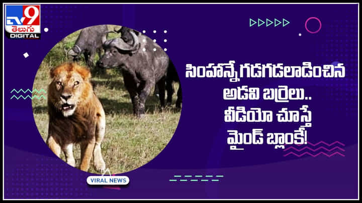 Bulls Vs Lion: సింహాన్నే గడగడలాడించిన అడవి బర్రెలు.. వీడియో చూస్తే మైండ్ బ్లాంకే.! Bulls Vs Lion: సింహాన్నే గడగడలాడించిన అడవి బర్రెలు.. వీడియో చూస్తే మైండ్ బ్లాంకే.!