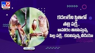 చైనాలో అద్భుతం !! భూమి లోపల దట్టమైన అడవి !! చూస్తే నివ్వెరపోతారు