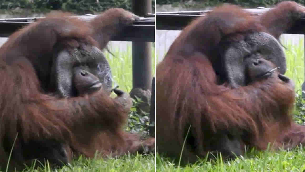 Viral video: అచ్చం మనిషిలాగే సిగరెట్‌ తాగిన ఒరెంగుటాన్‌.. వైరల్ వీడియోపై మండిపడుతున్న యానిమల్‌ లవర్స్..