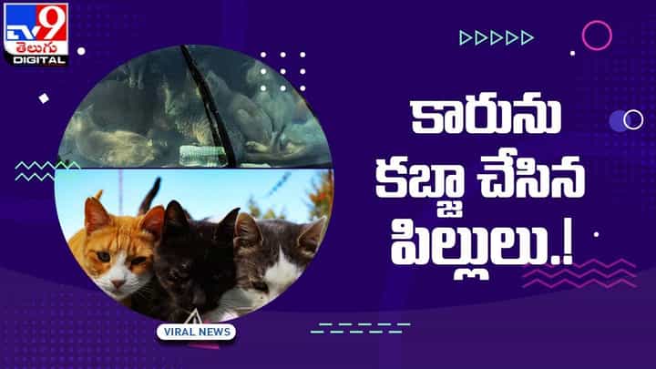 కారును కబ్జా చేసిన పిల్లులు !! నెట్టింట నవ్వులు పువ్వులు పూయిస్తున్న వీడియో కారును కబ్జా చేసిన పిల్లులు !! నెట్టింట నవ్వులు పువ్వులు పూయిస్తున్న వీడియో