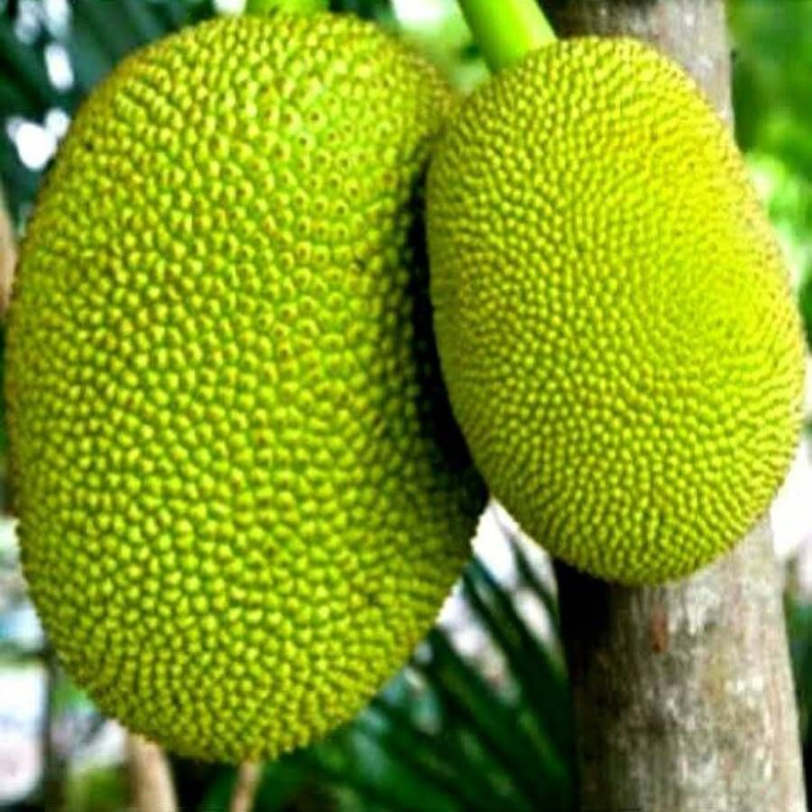 Jackfruit side effects: పనస పండు చాలా మందికి ఇష్టమైనది. అయితే, దీనిని తినడం వల్ల ఎంత ఉపయోగం ఉంటుందో.. దానిని తిన్న తరువాత వేరే పదార్థాలు తింటే కలిగే అనార్థాలు కూడా అంతే స్థాయిలో ఉంటాయని నిపుణులు చెబుతున్నారు. ముఖ్యంగా పనస పండును తిన్న తరువాత పొరపాటున కూడా కొన్ని పదార్థాలు తినకూడదట. అలా చేస్తే లేని అనారోగ్య సమస్యలు వస్తాయని చెబుతున్నారు ఆరోగ్య నిపుణులు. మరి ఏం తినకూడదో ఇప్పుడు తెలుసుకుందాం..