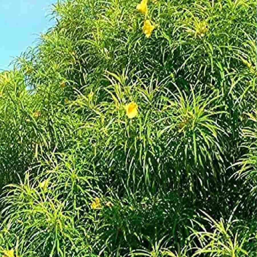 
చర్మం దురదను తగ్గిస్తుంది - చర్మం దురద నుండి ఉపశమనానికి కూడా గన్నేరు ఆకుల పనిచేస్తాయి. పుదీనా నూనెలో గన్నేరు ఆకులను ఉడికించాలి. ఈ మిశ్రమాన్ని దురద ఉన్న ప్రదేశంలో అప్లై చేయండి.
