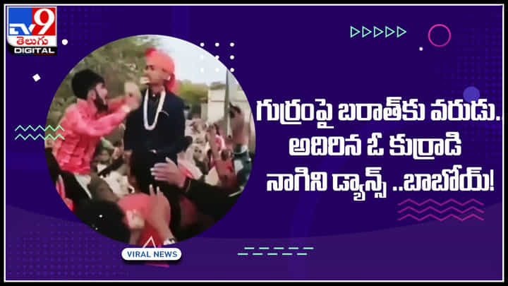 Nagini Dance Video: గుర్రంపై బరాత్కు వరుడు.. అదిరిన ఓ కుర్రాడి నాగిని డ్యాన్స్ ..బాబోయ్.! Nagini Dance Video: గుర్రంపై బరాత్కు వరుడు.. అదిరిన ఓ కుర్రాడి నాగిని డ్యాన్స్ ..బాబోయ్.!
