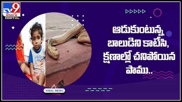 Snake bite: విచిత్ర సంఘటన.. ఆడుకుంటున్న బాలుడిని కాటేసి, క్షణాల్లో చనిపోయిన పాము.. Snake bite: విచిత్ర సంఘటన.. ఆడుకుంటున్న బాలుడిని కాటేసి, క్షణాల్లో చనిపోయిన పాము..