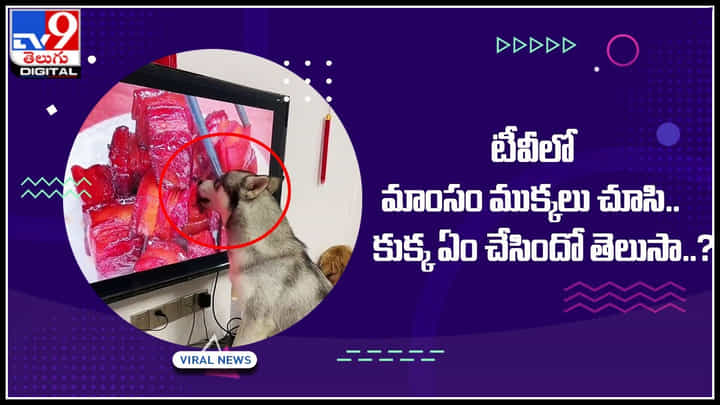 Dog Viral Video: టీవీలో మాంసం ముక్కలు చూసి.. కుక్క ఏం చేసిందో తెలుసా..? Dog Viral Video: టీవీలో మాంసం ముక్కలు చూసి.. కుక్క ఏం చేసిందో తెలుసా..?