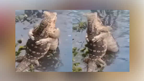 ఎన్నాళ్లో వేచిన హృదయం.. వాటి ప్రేమకు నెటిజన్లు ఫిదా, నెట్టింట వైరలవుతున్న వీడియో