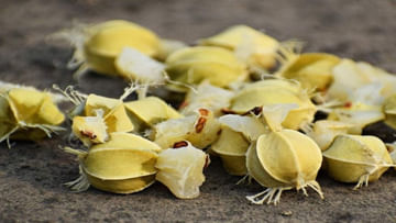 Amla Seeds: ఉసిరి గింజలతో బోలెడన్ని ప్రయోజనాలు.. ఉఫ్‌ అని ఊసేయకండి..