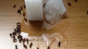 Tips for Rid of Ants: ఇంట్లో చీమల బెడద వేధిస్తోందా? అయితే, ఈ చిట్కాలతో చీమలకు చెక్ పెట్టండి..