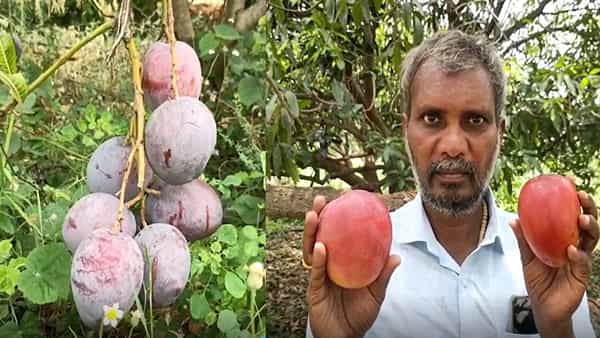 Apple Mango: ఇక్కడ కనిపిస్తున్నది ఆపిల్ కాదు మ్యాంగో.. వినూత్నమైన సాగు చేపట్టిన రైతు..కేజీ ఎంతంటే