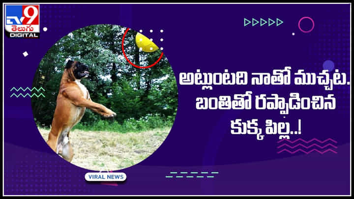 Dog Viral Video: అట్లుంటది నాతో ముచ్చట.. బంతితో రప్ఫాడించిన కుక్క పిల్ల..! వీడియో ఎంత క్యూట్ గా ఉందొ.. Dog Viral Video: అట్లుంటది నాతో ముచ్చట.. బంతితో రప్ఫాడించిన కుక్క పిల్ల..! వీడియో ఎంత క్యూట్ గా ఉందొ..