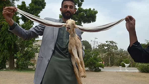 Viral Video: ఈ మేక చెవులు కేక.. చాన్తాడంత పొడవు చెవులతో సెలబ్రెటీ హోదా.. వీడియో వైరల్..