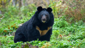 Srikakulam Bear: వామ్మో.. మరో ఎలుగుబంటి వచ్చింది.. భయాందోళనలో సిక్కోలు ప్రజలు..