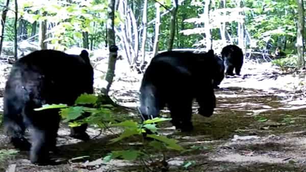 Bear Mother: సకుటుంబ సపరివార సమేతంగా ఎలుగుబంటి.. ప్రకృతి అందాల నడుమ అందమైన క్షణాలు