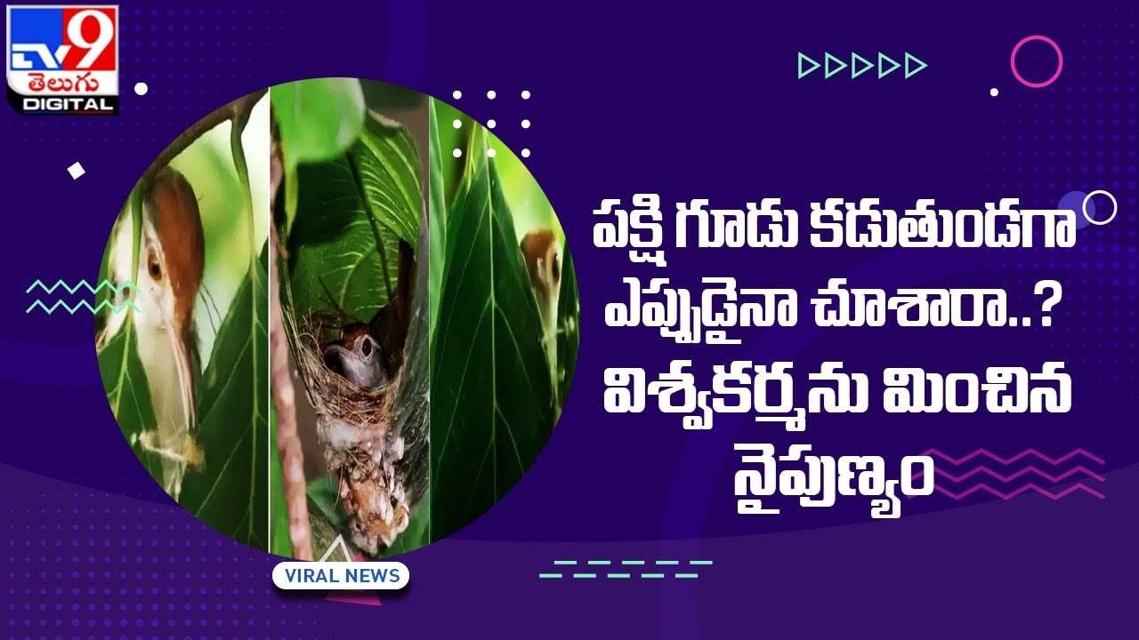 పక్షి గూడు కడుతుండగా ఎప్పుడైనా చూశారా ?? విశ్వకర్మను మించిన నైపుణ్యం