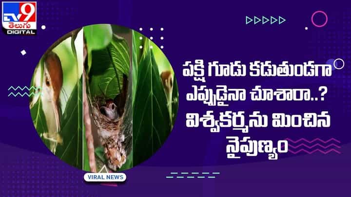 పక్షి గూడు కడుతుండగా ఎప్పుడైనా చూశారా ?? విశ్వకర్మను మించిన నైపుణ్యం పక్షి గూడు కడుతుండగా ఎప్పుడైనా చూశారా ?? విశ్వకర్మను మించిన నైపుణ్యం