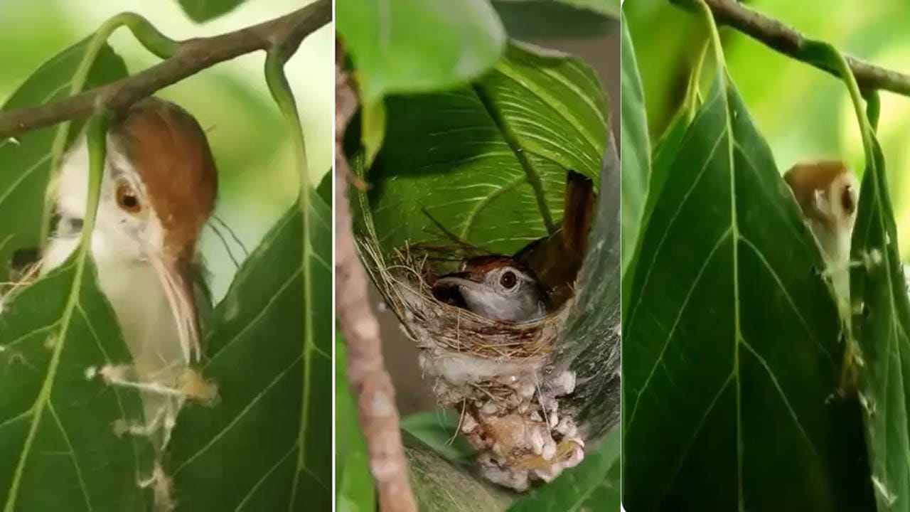 Viral Video: పక్షి ముక్కుతో గూడు కట్టుకోవడం మీరు ఎప్పుడైనా చూశారా..? ఆశ్చర్యపోవాల్సిందే.. వీడియో వైరల్‌