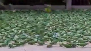 Viral Photo: మైండ్ బ్లాంక్ అయితది.. ఈ ఫోటోలో గుర్రాన్ని కనిపెడితే మీరే కిర్రాక్..