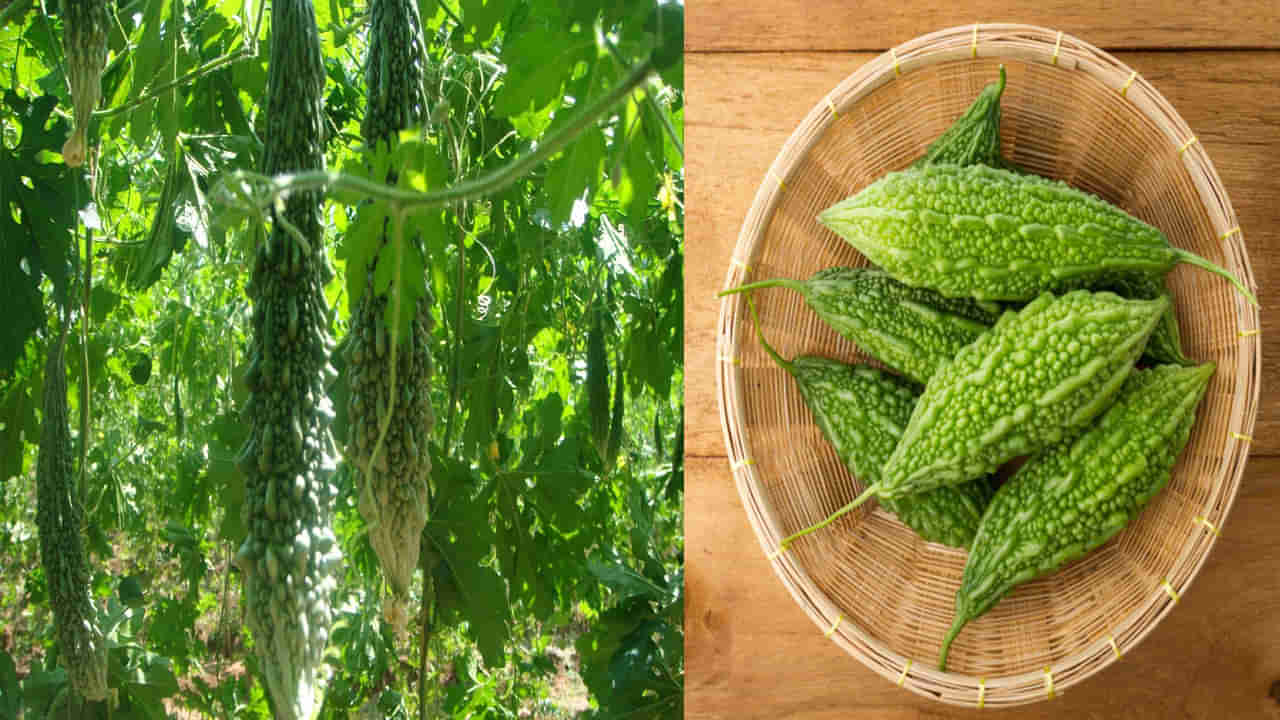 Bitter Gourd Benefits: కాకరకాయ వర్షాకాలంలో రెగ్యులర్‌గా తింటే కలిగే ఆరోగ్యప్రయోజనాలు తెలుసా..!