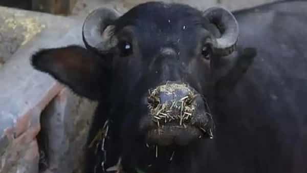 Buffalo: విచిత్ర కేసు.. గేదెకు డీఎన్ఏ టెస్టు! ఎందుకో తెలిస్తే ఫ్యూజులౌట్..