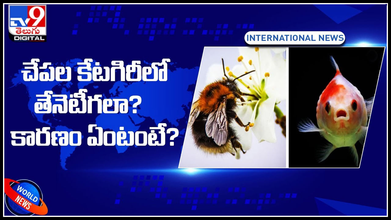 Bee is a fish: తేనెటీగలను చేపల కేటగిరీలో కలిపేసిన కోర్టు.. కారణం ఏంటంటే.?