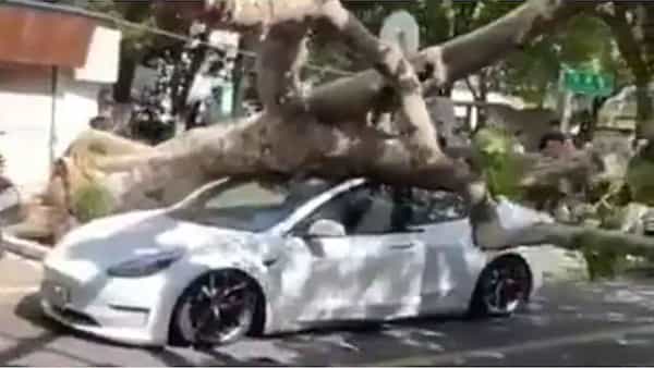 Tesla Car: భారీ వృక్షం కారు మీద పడినా డ్రైవర్ బయట పడ్డాడు.. ఎందుకంటే..