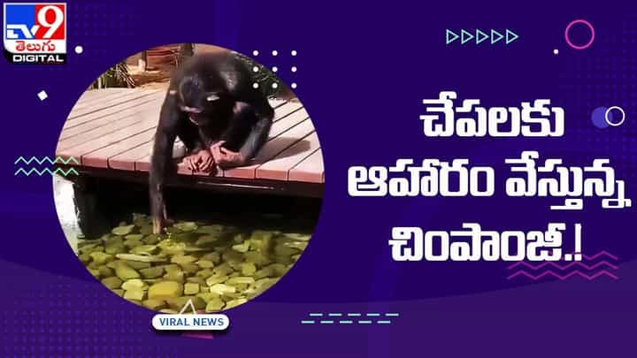 Viral: చేపలకు ఆహారం వేస్తున్న చింపాంజీ !! నెట్టింట వైరల్ అవుతున్న ఫన్నీ వీడియో.. Viral: చేపలకు ఆహారం వేస్తున్న చింపాంజీ !! నెట్టింట వైరల్ అవుతున్న ఫన్నీ వీడియో..