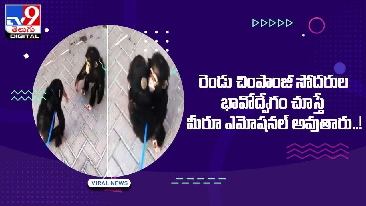 రెండు చింపాంజీ సోదరుల భావోద్వేగం చూస్తే మీరూ ఎమోషనల్ అవుతారు !!