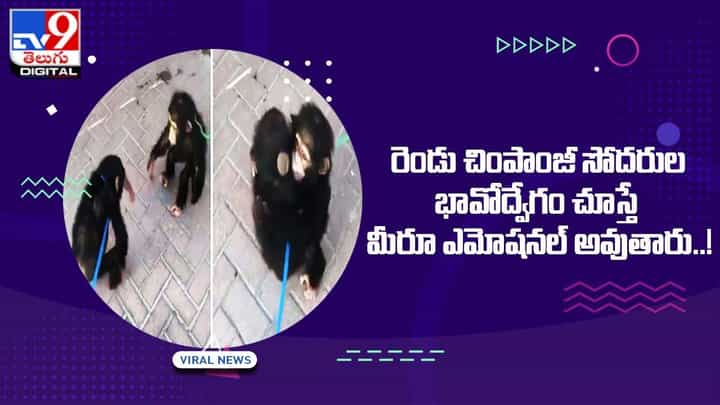 రెండు చింపాంజీ సోదరుల భావోద్వేగం చూస్తే మీరూ ఎమోషనల్ అవుతారు !! రెండు చింపాంజీ సోదరుల భావోద్వేగం చూస్తే మీరూ ఎమోషనల్ అవుతారు !!
