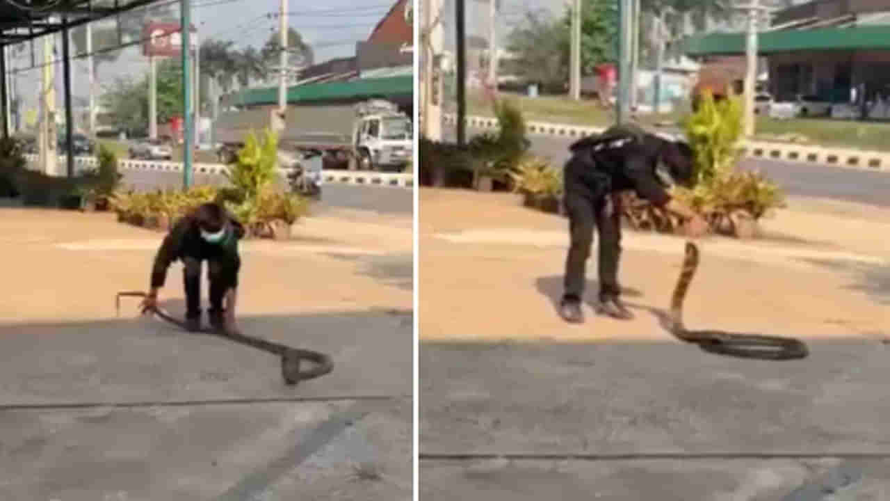 Viral Video: వీడు మామూలోడు కాదు.. కోపంతో రగిలిపోతున్న భారీ కోబ్రాను ఇట్టే పట్టేశాడు.. షాకింగ్ వీడియో