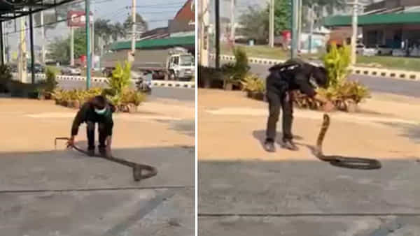 Viral Video: వీడు మామూలోడు కాదు.. కోపంతో రగిలిపోతున్న భారీ కోబ్రాను ఇట్టే పట్టేశాడు.. షాకింగ్ వీడియో