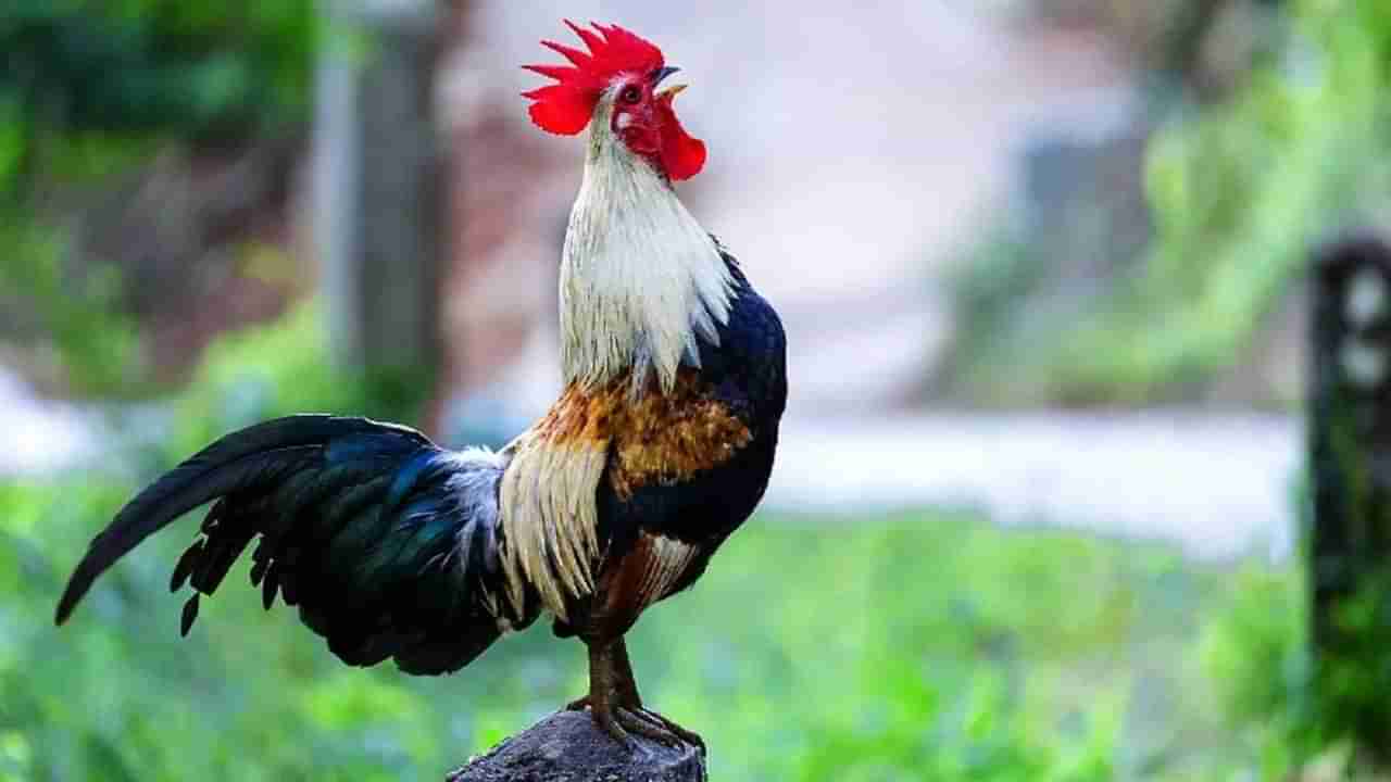 Cock Missing: కోడిపుంజు తప్పిపోయింది.. వెతికిపెట్టండి ప్లీజ్.. పోలీసులకు పిచ్చెక్కిస్తున్న బాధితుడి ఫిర్యాదు..