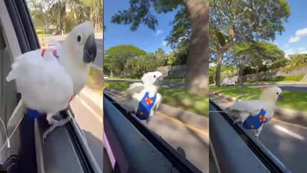 Viral Video: రోడ్లపై కార్ సర్ఫింగ్ను ఇష్టపడే చిలుక.. లాంగ్ డ్రైవ్ ఎంజాయ్ చేస్తోన్న వీడియో వైరల్